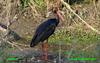 Black Stork , copyrights 2006 , Maulik Suthar