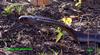 Cobra snake, copyrights 2006 , Maulik Suthar