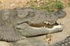 Crocodile, copyrights 2006 , Maulik Suthar