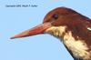 White throated Kingfisher, copyrights 2006 , Maulik Suthar