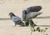 Doves, copyrights 2006 , Maulik Suthar