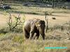 Elephant , copyrights 2006 , Maulik Suthar