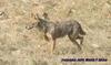 Golden Jackal (Canis aureus), , copyrights 2006 , Maulik Suthar