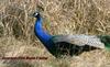 Peacock , copyrights 2006 , Maulik Suthar