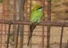 Green Bee Eater , copyrights 2006 , Maulik Suthar