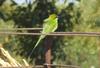 Green Bee Eater , copyrights 2006 , Maulik Suthar