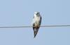 Black Shoulder Kite , copyrights 2006 , Maulik Suthar