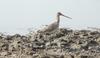 sand piper , copyrights 2006 , Maulik Suthar