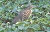 Pond Heron , copyrights 2006 , Maulik Suthar