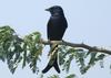 Black Drongo , copyrights 2006 , Maulik Suthar