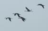 Common cranes , copyrights 2006 , Maulik Suthar