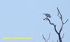 Vulture , copyrights 2006 , Maulik Suthar