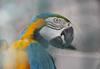 Blue-and-yellow macaw (Ara ararauna), Copyrights 2006 Maulik Suthar