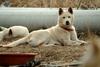 Jindo Dog - Korea