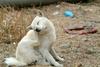 Jindo Dog - Korea