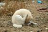 Jindo Dog - Korea