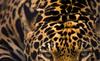 Jaguar's eyes