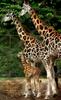 Cute baby giraffe