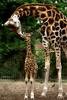 Cute baby giraffe