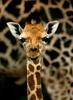 Cute baby giraffe