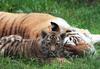 Cute Siberian Tiger Cub