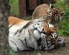Cute Siberian Tiger Cub