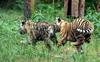 Cute Siberian Tiger Cubs