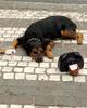 Dog Beggar