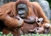 Cute baby orangutan