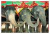elephants' relay feeding