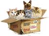 Pack of cats