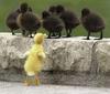 Outcast