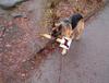 Smart dog