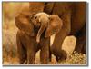 Cute baby elephant