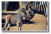 Zebra foal