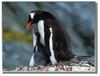 Baby penguin