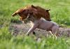 wrestling piglets