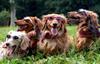 Hot Dogs