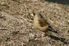 Coccothraustes coccothraustes (Hawfinch)