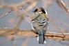 Parus major (Great Tit)