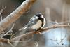 Parus major (Great Tit)