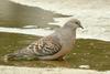 Streptopelia orientalis (Oriental Turtle Dove)