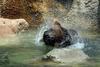 Cool bear