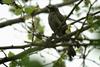 Ixos amaurotis (Brown-eared Bulbul)