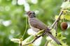 Ixos amaurotis (Brown-eared Bulbul)