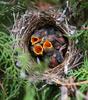 baby birds