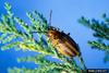 Salt Cedar Leaf Beetle (Diorhabda elongata)