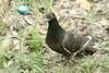 Columba livia domestica (Feral Pigeon)