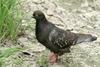 Columba livia domestica (Feral Pigeon)