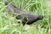 Columba livia domestica (Feral Pigeon)